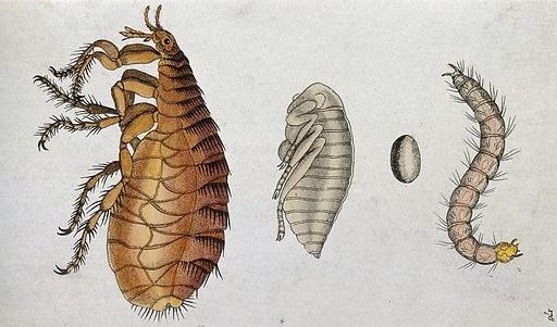 1800/1900s watercolour etching of an adult, pupae, egg, and larval flea.