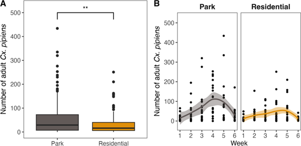 Numbers of Cx. pipiens adult females trapped in parks vs residential areas. Total numbers (A) and per week (B). Source: Krol et al (2024).