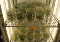 Microalgae culture plates in a growth chamber at QUCCCM