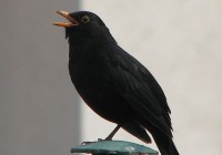 529px-Blackbird,_singing