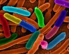 False colour E. coli