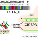 CRISPR, TALEN and ZFN methods for genome targeting (click to enlarge)
