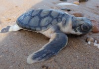 Flatback turtle (Natator depressus) hatchling