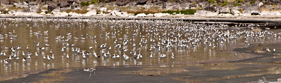 American avocets (Recurvirostra americana) feeding in shallow water along the shoreline of Lake Abert August 2009.