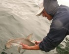 Researcher releasing a tagged hammerhead shark