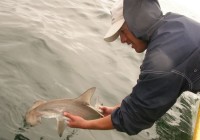 Researcher releasing a tagged hammerhead shark