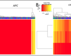 Representative heat maps for the Infinium HumanMethylation450 beadchip array methylation analyses for the TCGA HNSCC cohort. These heat maps represent methylation of A) APC and B) CDH1 (Please see the article for full details).