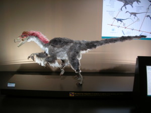Velociraptor (source: WikiMedia, created by Noemy Garcia Garcia, cc-by-sa-2.5-es)