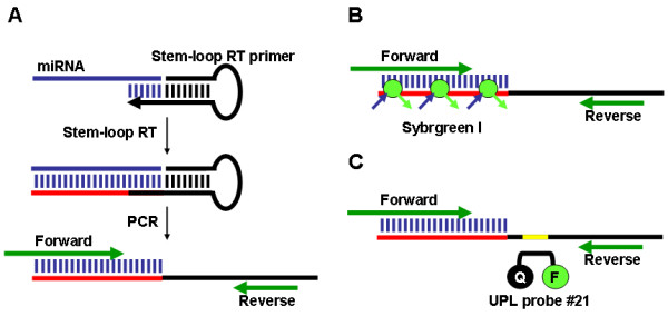 Illustration of PCR-based methods for detecting and quantifying microRNAs