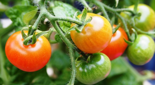 Precise editing of tomato genome