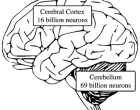 cerebellum culture