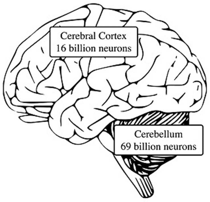 The neuron counts are based on studies by Lent, R., et al., 2012. 