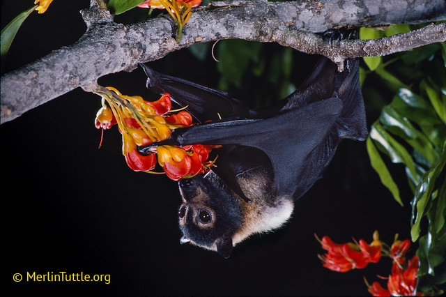 A spectacled flying fox (Pteropus conspicillatus).