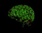 Are biological systems too complex for the human brain?