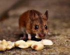 wood-mouse-2826217_960_720