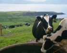 cattle-ireland