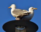 Herring Gulls Pic 1