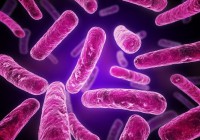 Generic pink bacteria