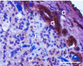 Adrenal gland stained with antibody to CaV3.2 calcium channel