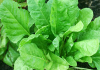 healthy-spinach-plant