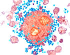 Budding HIV particles,TEM
