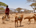 Maasai boy with dogs