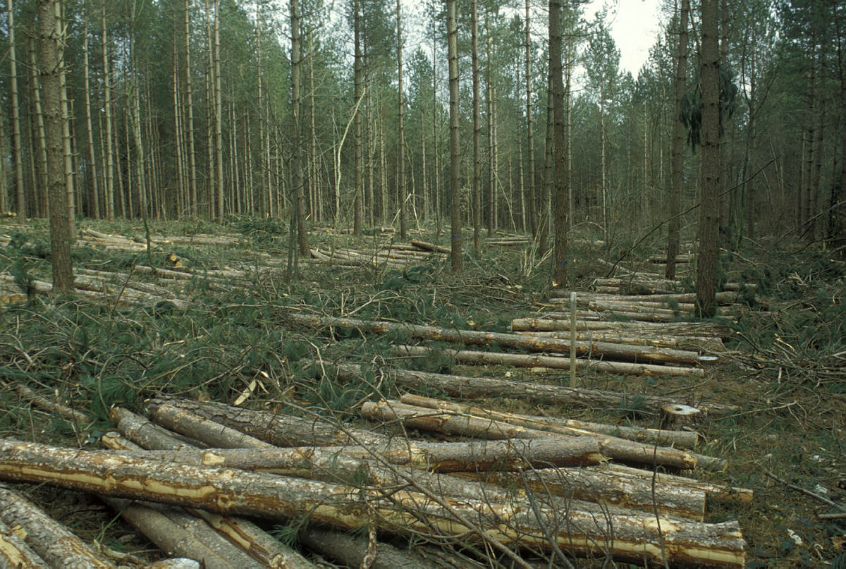 A row of felled trees lying in the middle of a forest